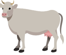 Cow_White